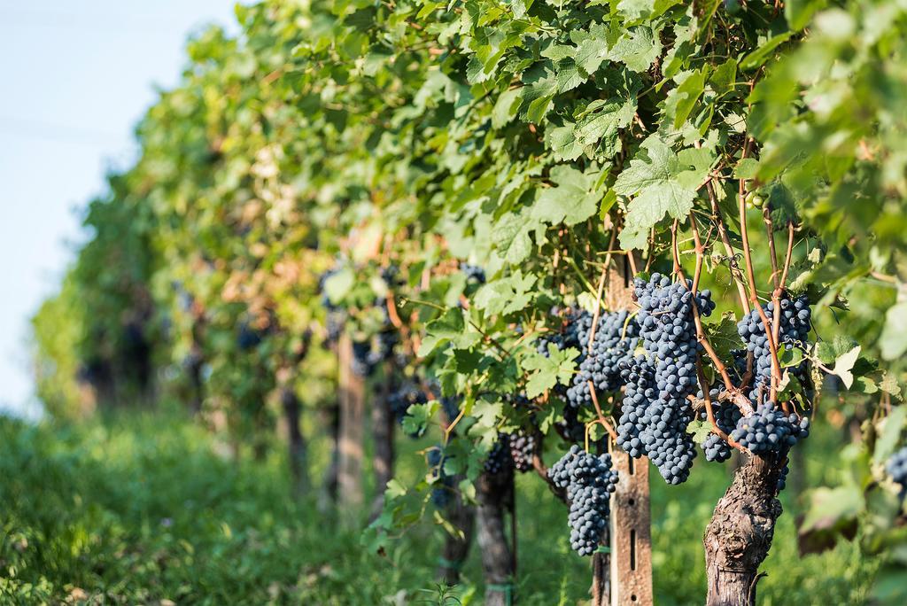 Agriturismo Albarossa Nizza Monferrato Exterior foto