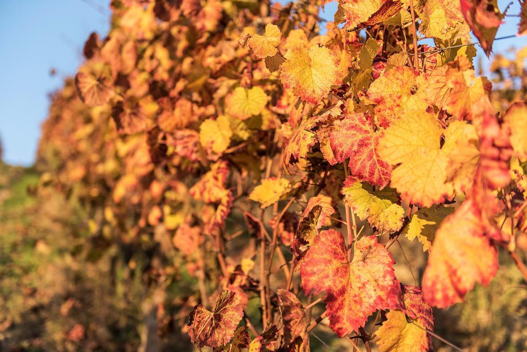 Agriturismo Albarossa Nizza Monferrato Exterior foto